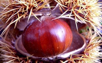 Chestnuts: P.D.O. and P.G.I. food products