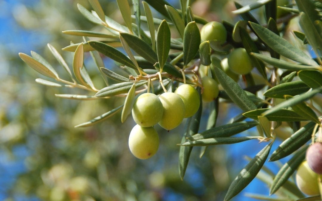 Olive leaves: properties and benefits